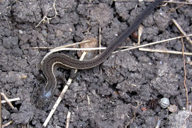Reptiles